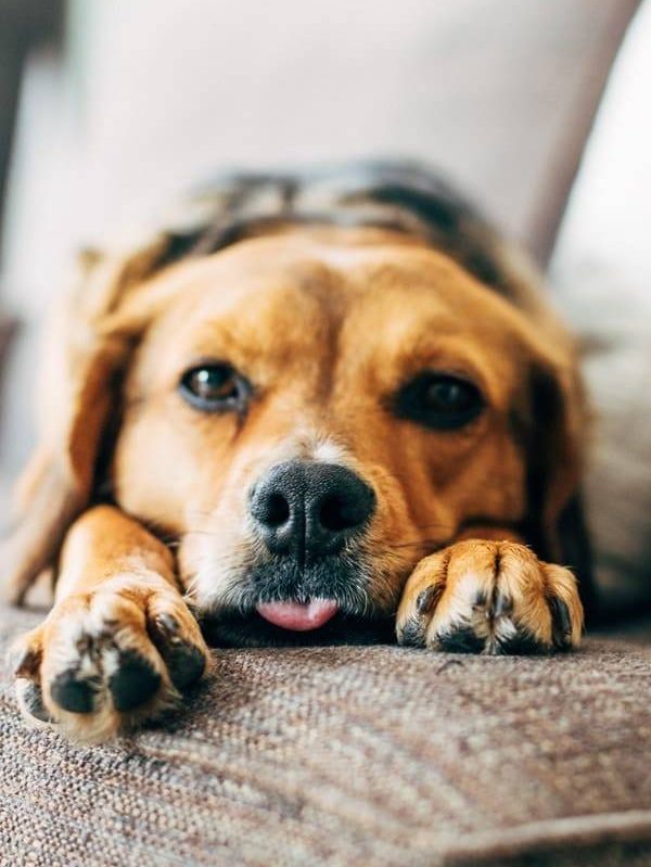 Sage laying on the couch.