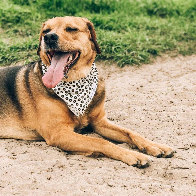 A dog lying on sand with eyes closed and tongue out of mouth wide open.